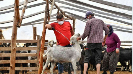 Hayvan üreticilerine ilaçlama desteği