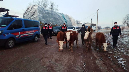 İnek hırsızları kıskıvrak yakalandılar