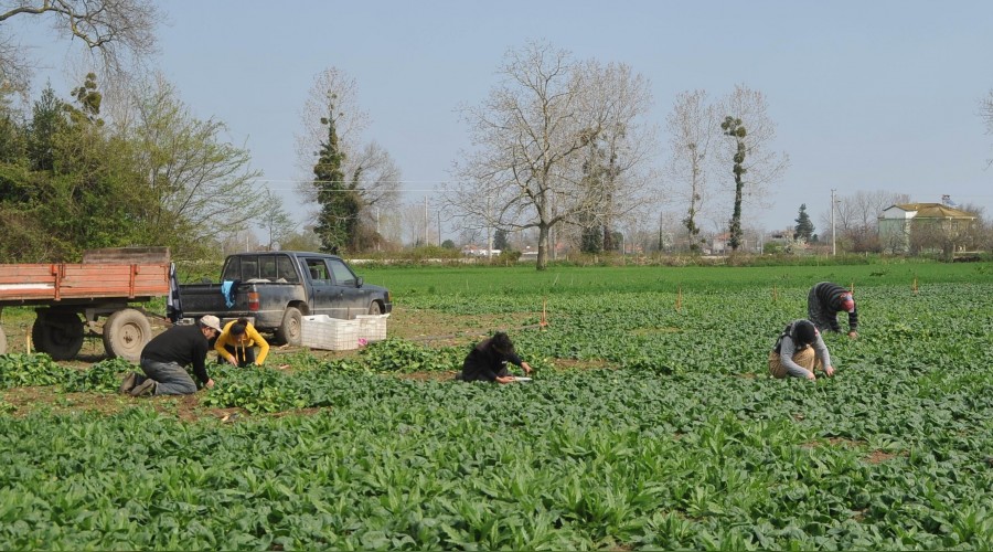 Ispanak bu yıl zarar ettirdi