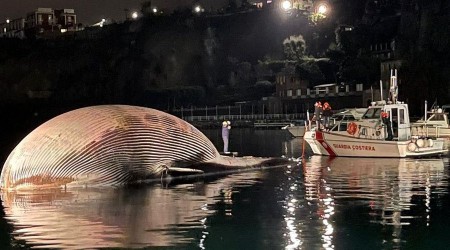 talya'da 70 ton arlnda l balina bulundu