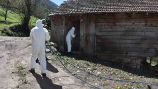 Kahverengi kokarca bceine ilal nlem