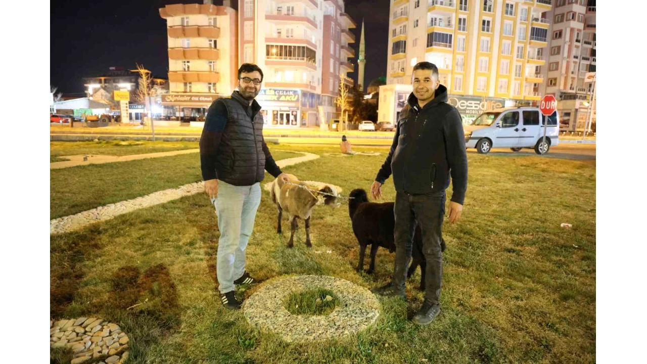 Kamyonetten yola d��en "Mor Karaman" �rk� koyunlar ba��bo� b�rak�ld�