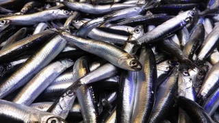 Karadeniz son 35 yln en bereketli hamsi sezonunu yayor