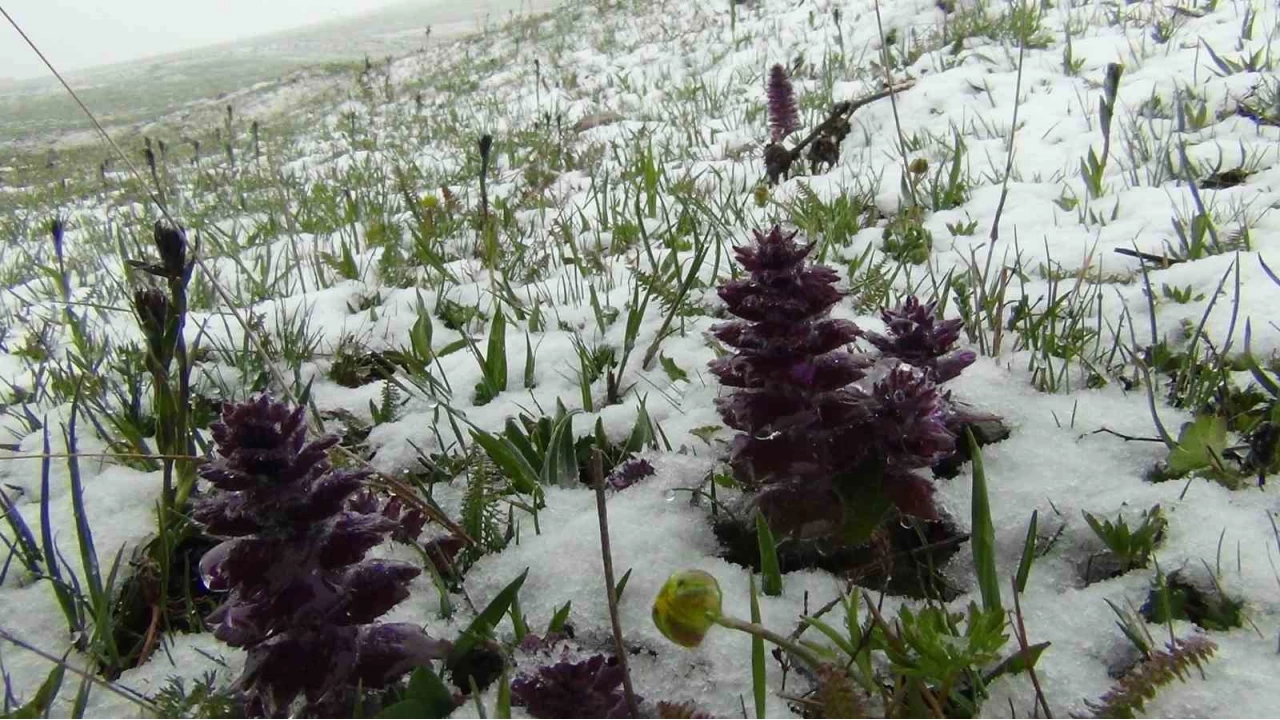 Kars'ta May�s kar�