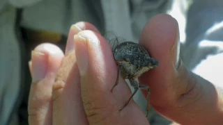 Keşfedilen böcek türüne eşinin ismini verdi