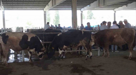 Kırıkkale'deki besiciler: 'Zararına bile veremiyoruz'