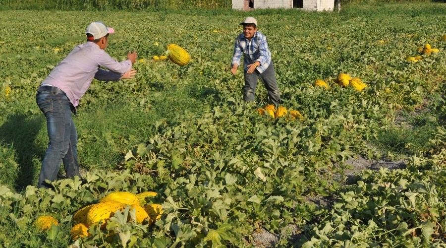 Kırkağaç Kavunu'nda ilk hasat