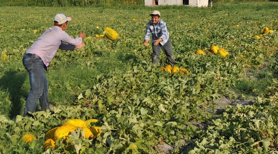 Krkaa Kavunu'nda ilk hasat