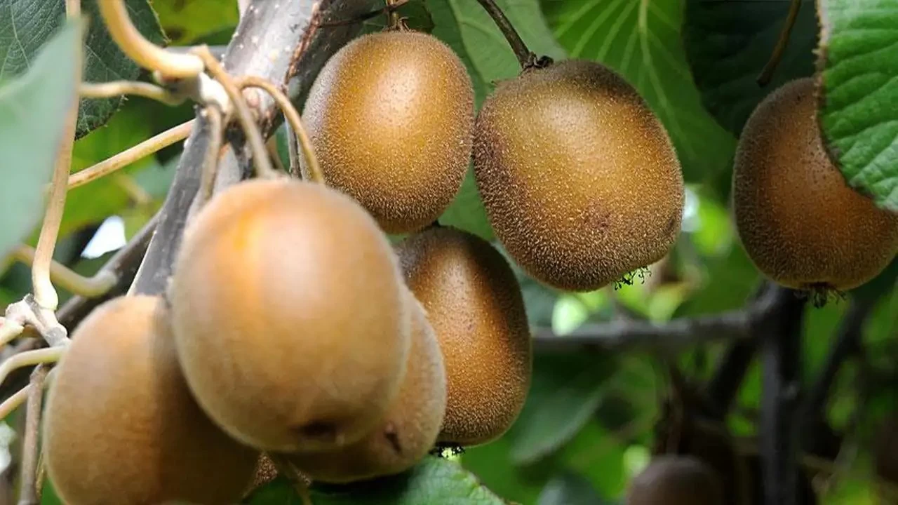 Kiviyi fındığa tercih ettiler