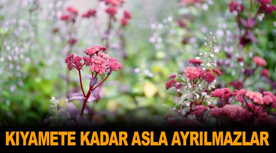 Kyamete kadar asla ayrlmazlar