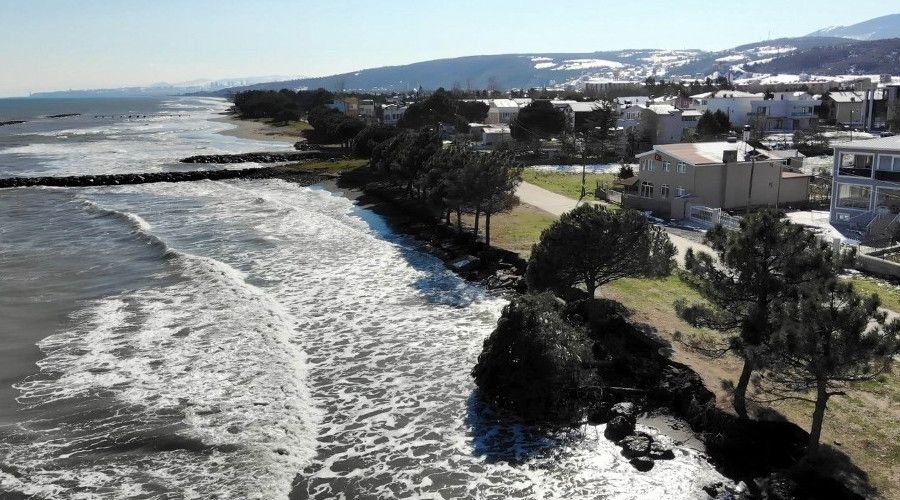 Kıyı erozyonu birçok ağacı kökünden söktü