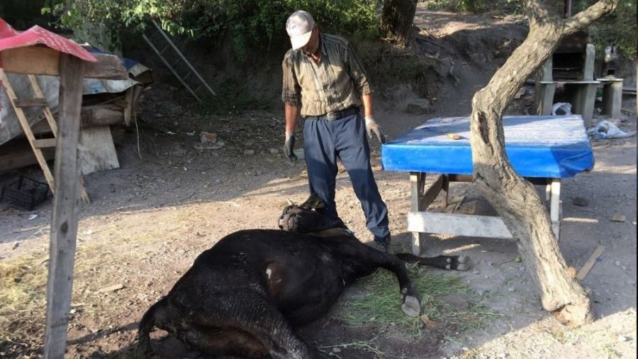 Küflenmiş kuru ekmek yiyen inekler telef oldu