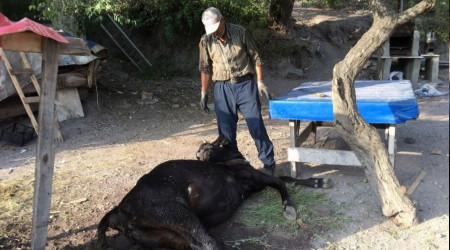Küflenmiş kuru ekmek yiyen inekler telef oldu