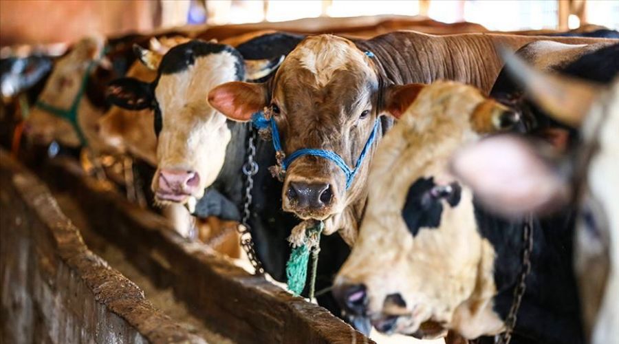 Kurbanl�k alacaklara �nemli uyar�lar