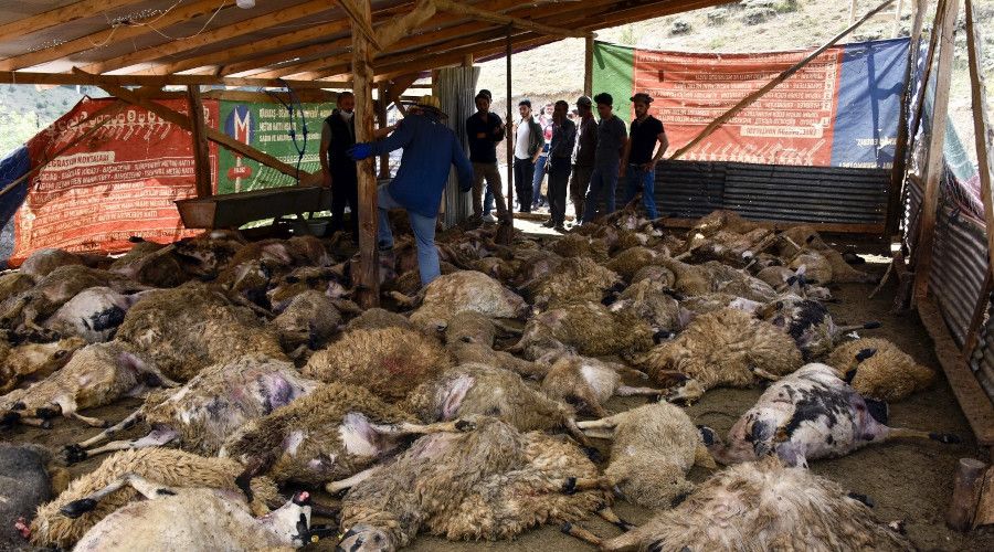 Kurtlar 103 koyunu telef etti