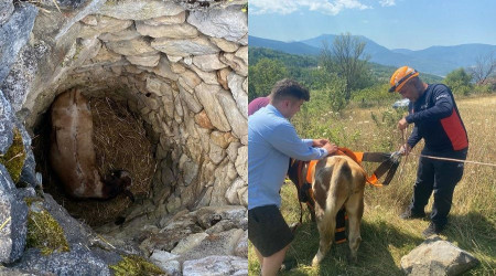 Kuyuya den inek 4 gn sonra kurtarld