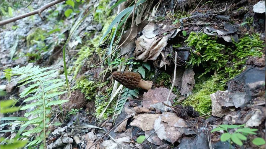 Kuzug�be�i mantar�n�n fiyat� alt�nla yar���yor