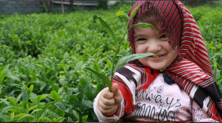 Lipton çayı üreticiden kaça alıyor?