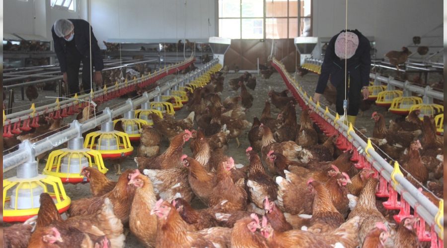 Lise bah�esine profesyonel tavuk k�mesi kurdular