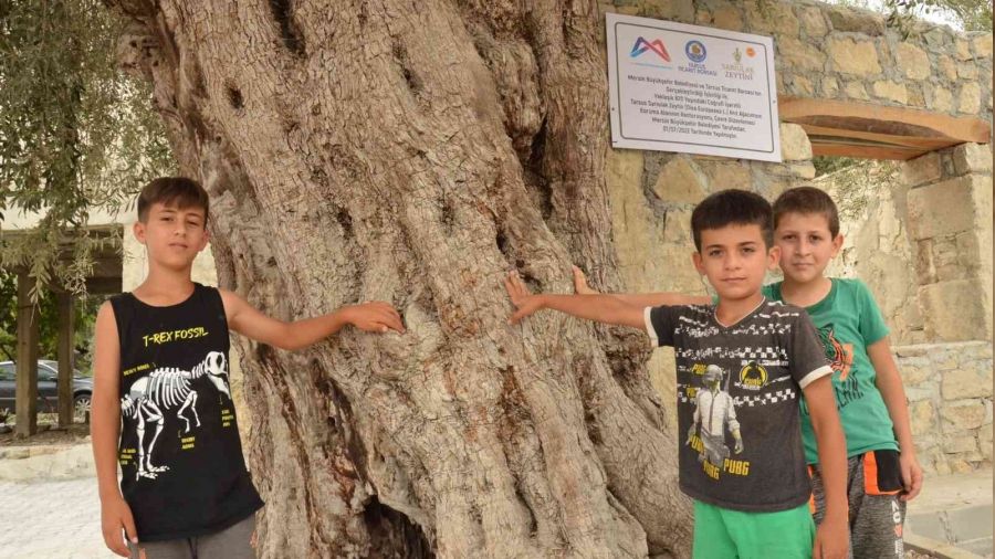 Mersin'de 820 yıllık anıt ağaç koruma altına alındı