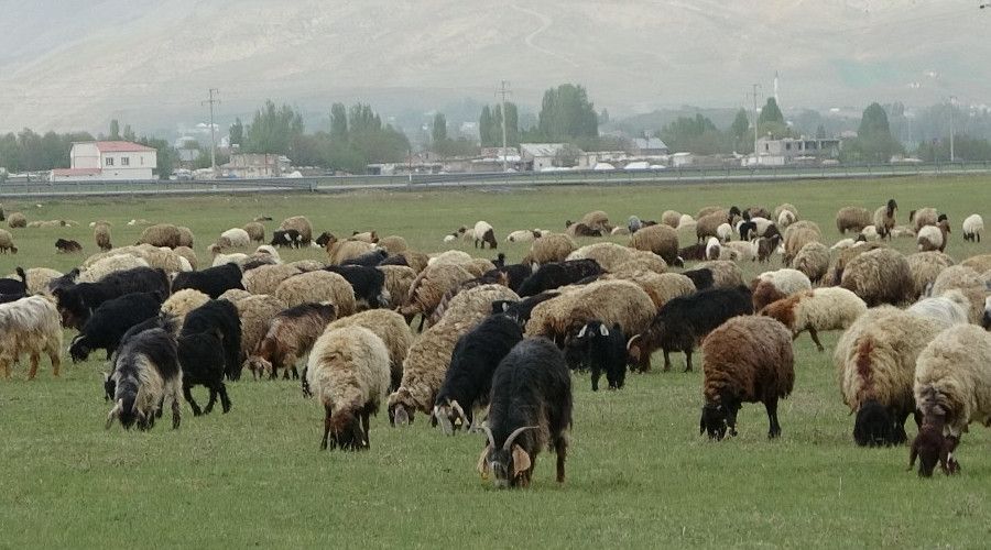Muş'ta çoban sıkıntısı