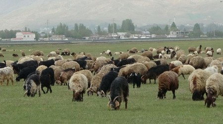 Muş'ta çoban sıkıntısı