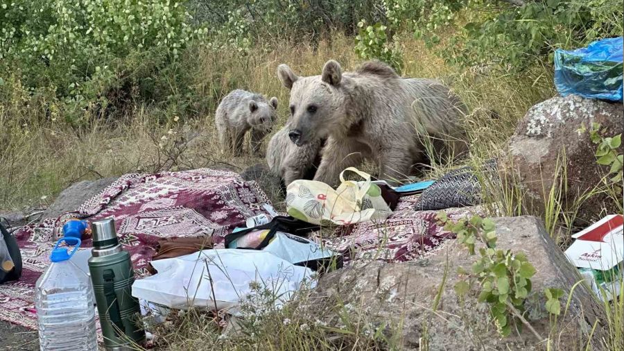 Nemrut'ta ay�lar piknik�ilerin sofras�na oturdu