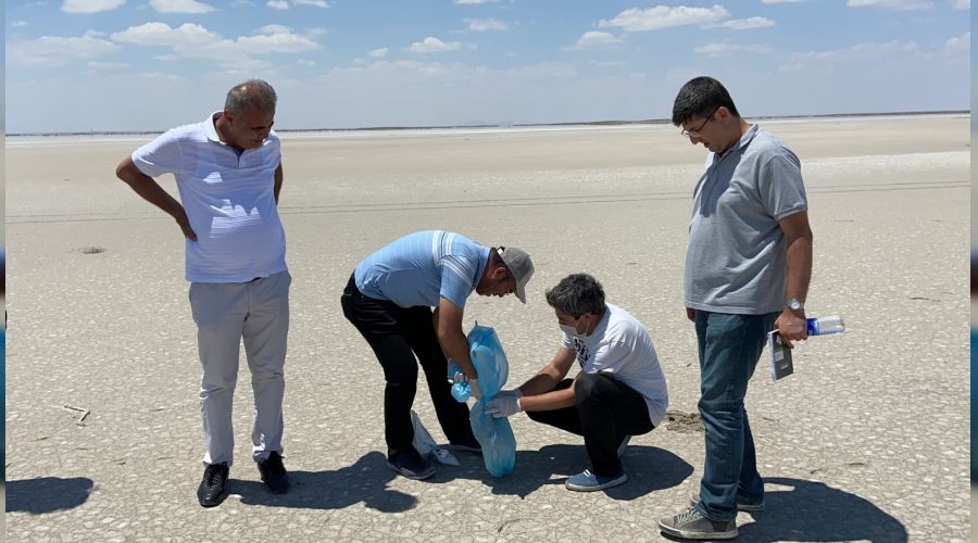 Ölü flamingolar incelemeye alındı