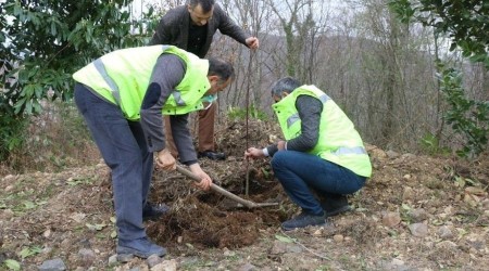 Ordu'da 1300 taflan ve ıhlamur fidanı toprakla buluştu