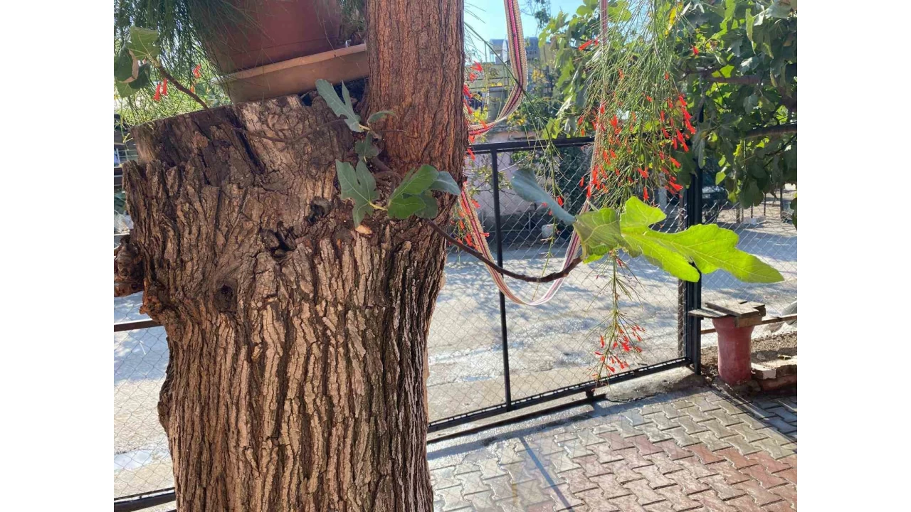 Osmaniye'de dut gvdesinden incir kt