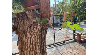 Osmaniye'de dut gvdesinden incir kt