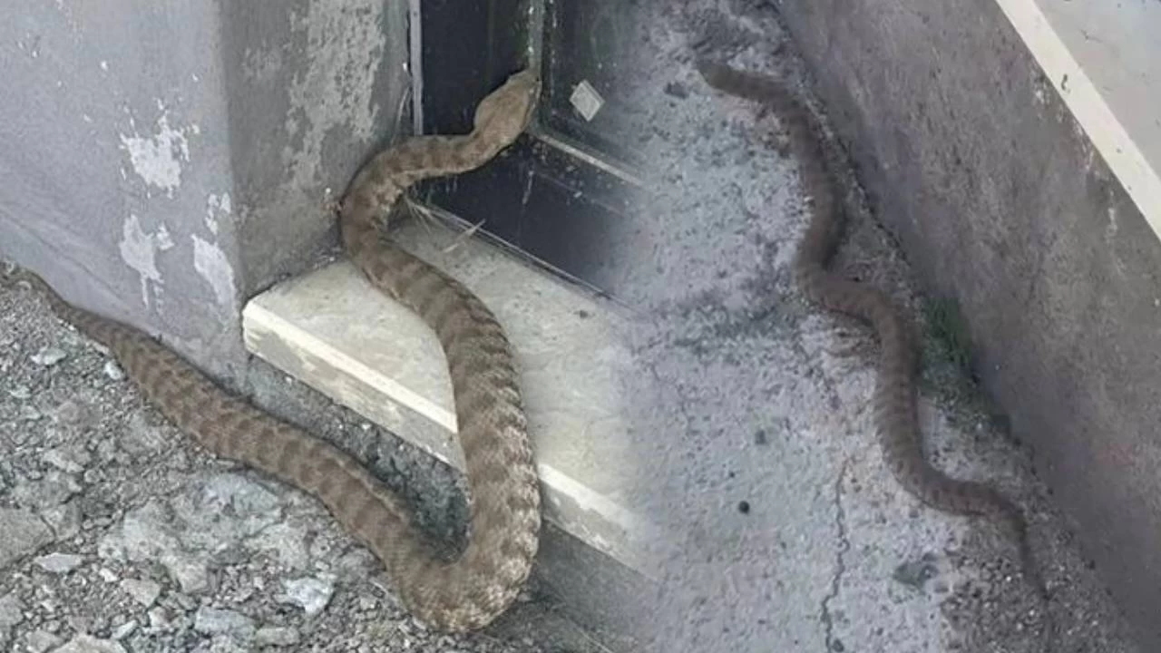 Pertek Kalesinde 2 metrelik engerek y�lan� g�r�nt�lendi
