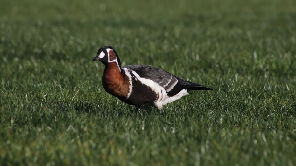 Rize'de Sibirya kaz� g�r�nt�lendi