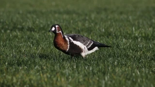 Rize'de Sibirya kaz� g�r�nt�lendi