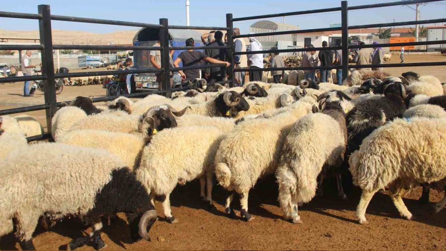 �anl�urfa'da kurban pazarlar� hareketlendi