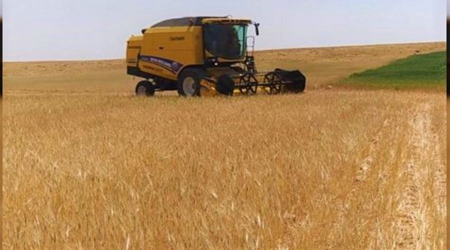 �anl�urfa'da sezonun ilk arpa hasad� yap�ld�