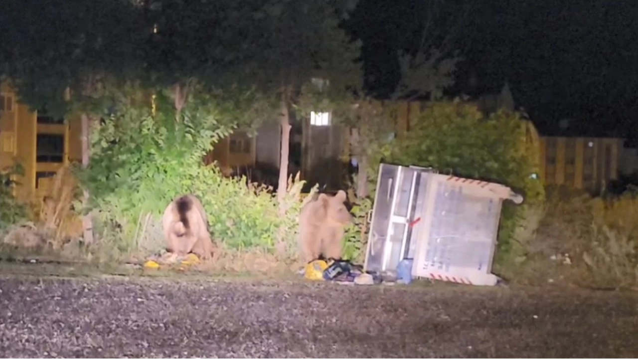 Sar�kam��'ta ay�lar caddelerde cirit at�yor
