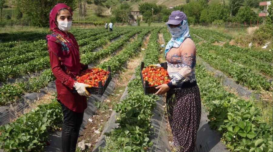 Sason çileği coğrafi işaret belgesi aldı