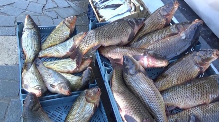 Sazan, tuzlu su balıklarını rafa kaldırdı