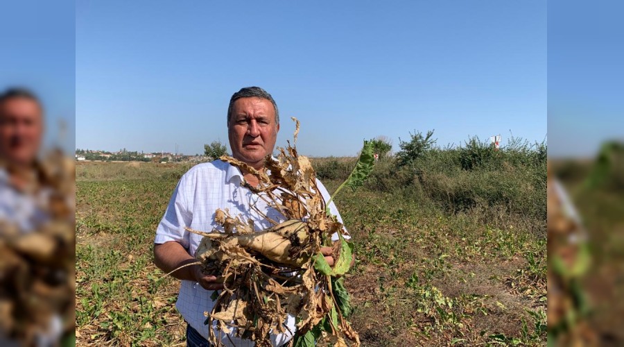 Şeker pancarında taban fiyat muamması