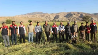 rnak'ta 300 ton susam rekoltesi bekleniyor