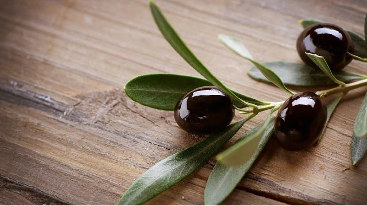 Sofralk zeytin ihracatnda rekor krld