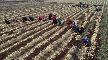 Soğanda yoğun hasat dönemi başlıyor