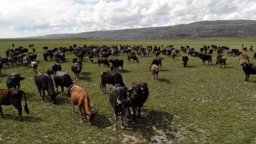 Son günlerin meşhuru mandalardan görsel şov