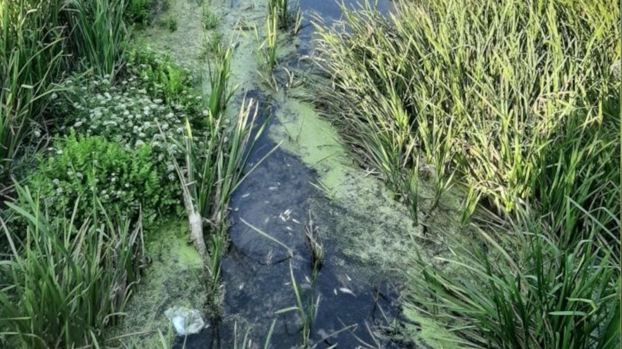 Su kesintisi yap�lan deredeki onlarca bal�k telef oldu