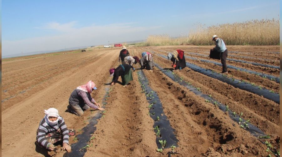 Suriye s�n�r�nda biber fideleri toprakla bulu�tu