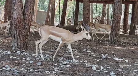 Tarsus Doa Park artk 57 yaban hayvannn yeni yuvas