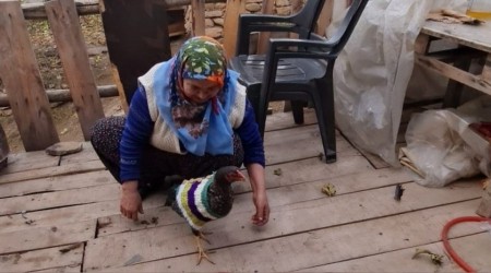 Tavukları üşümesin diye kazak ördü