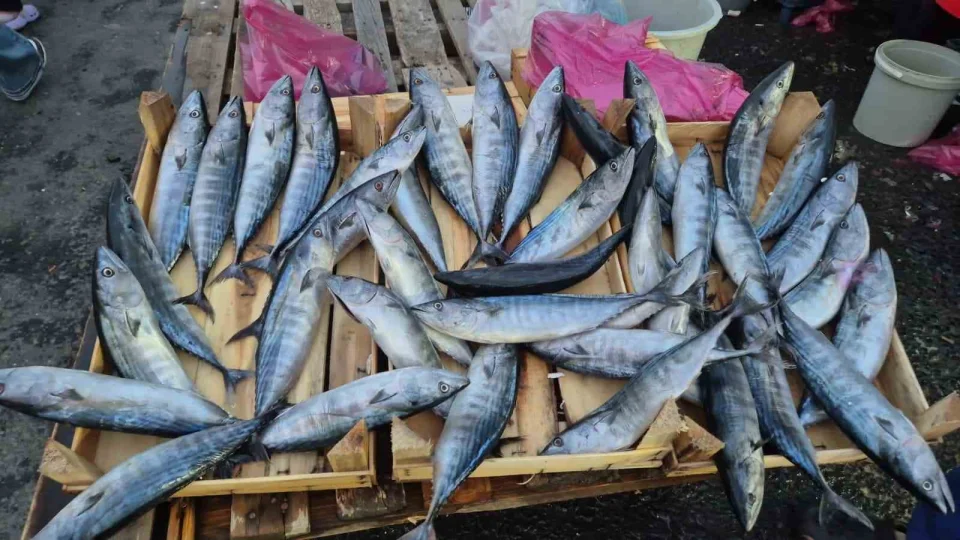 Tekirda�'da palamut 75 TL'ye kadar d��t�