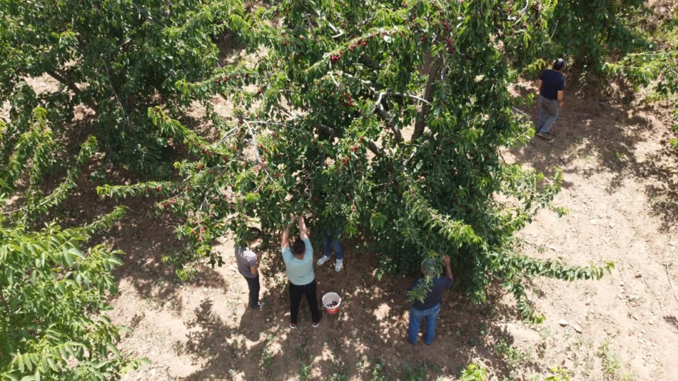 Toroslar��n bereketli eli: Saimbeyli 